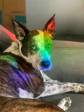 Load image into Gallery viewer, Moth Suncatcher