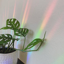 Load image into Gallery viewer, Look at You Grow Suncatcher Sticker